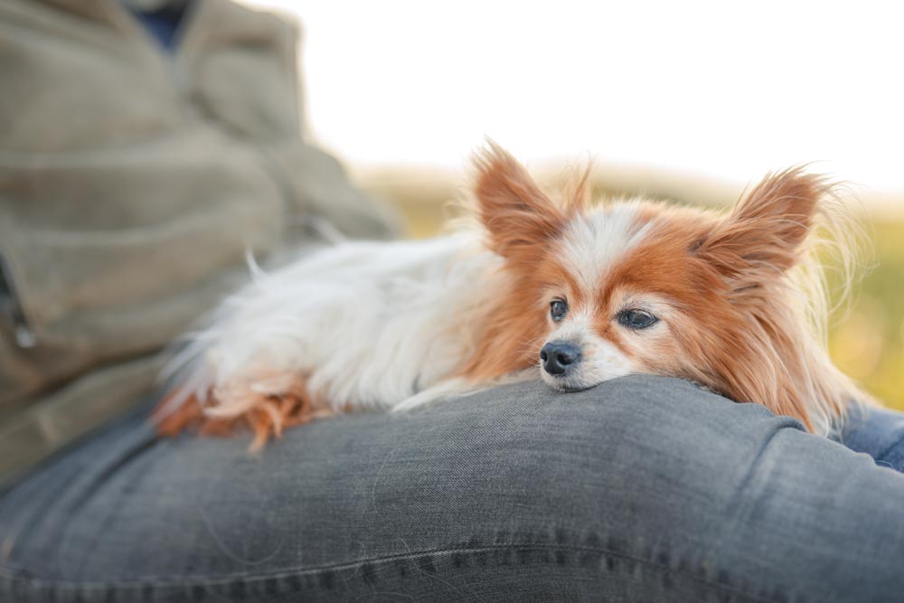 Photographie d'un chien couché sur les genoux de sa maîtresse